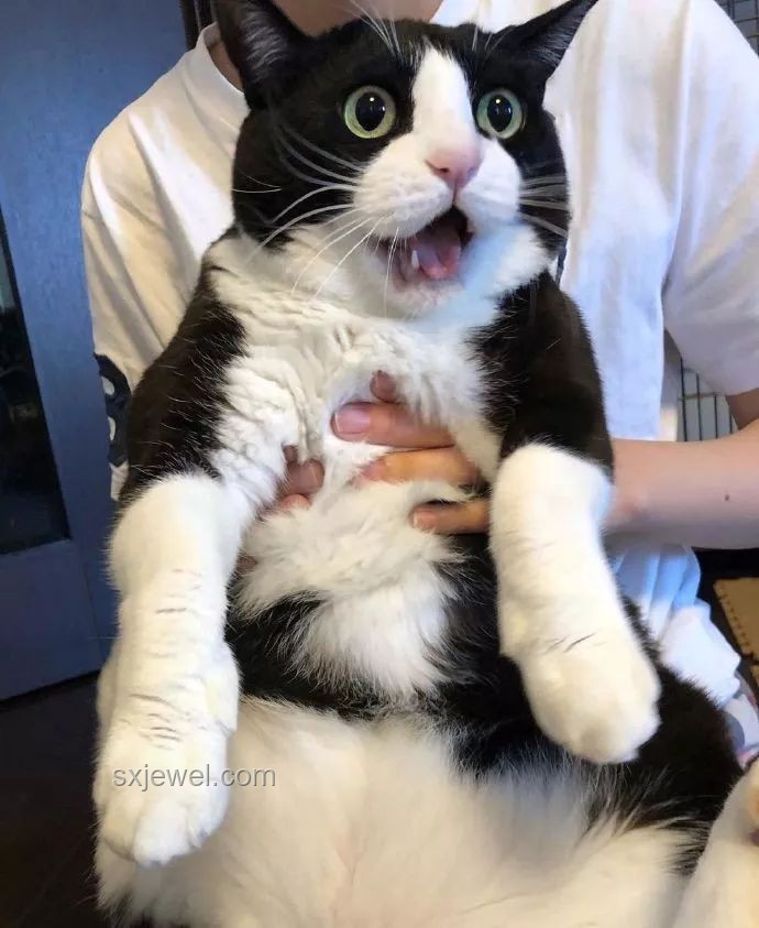 大司马猫meme：网络迷因的娱乐与情感共鸣